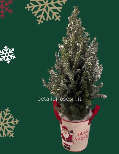 Albero Abete Vero Innevato