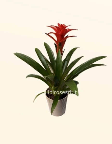 Pianta di guzmania in confezione