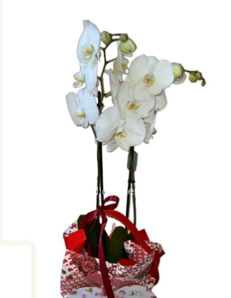 Pianta di phaleonopsis a 2 steli