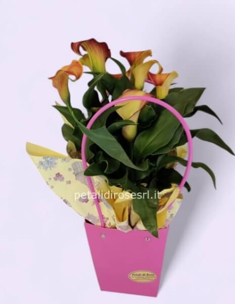 PIANTA DI CALLA (ZANTEDESCHIA AETHIOPICA) MEDIA IN BORSETTA