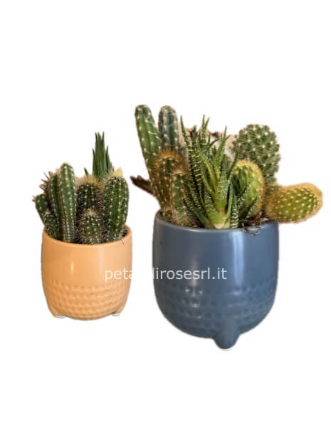 Composizione con Piante Grassa