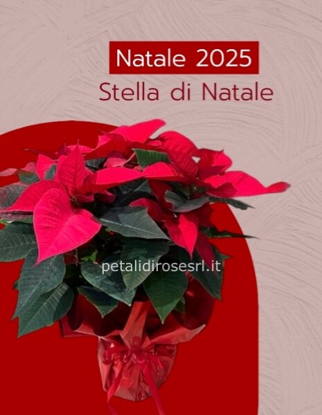 Stella di Natale