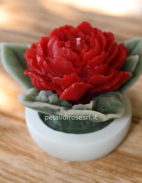 Peonia rossa in Candela